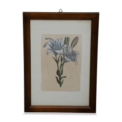 A series of \"medicinal flower\" engravings