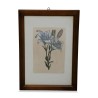 A series of \"medicinal flower\" engravings - Moinat - Painting - Still-life