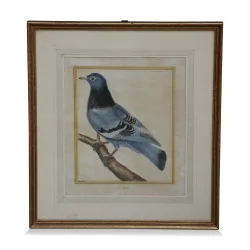 A series of engraving “colored bird” white background
