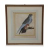 Eine Reihe von Gravuren \"bunte Vögel\" weißen Hintergrund - Moinat - Gemälden - Stillleben