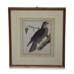 Eine Reihe von Gravuren \"bunte Vögel\" weißen Hintergrund