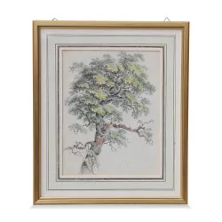A watercolor print \"Study of oak\"