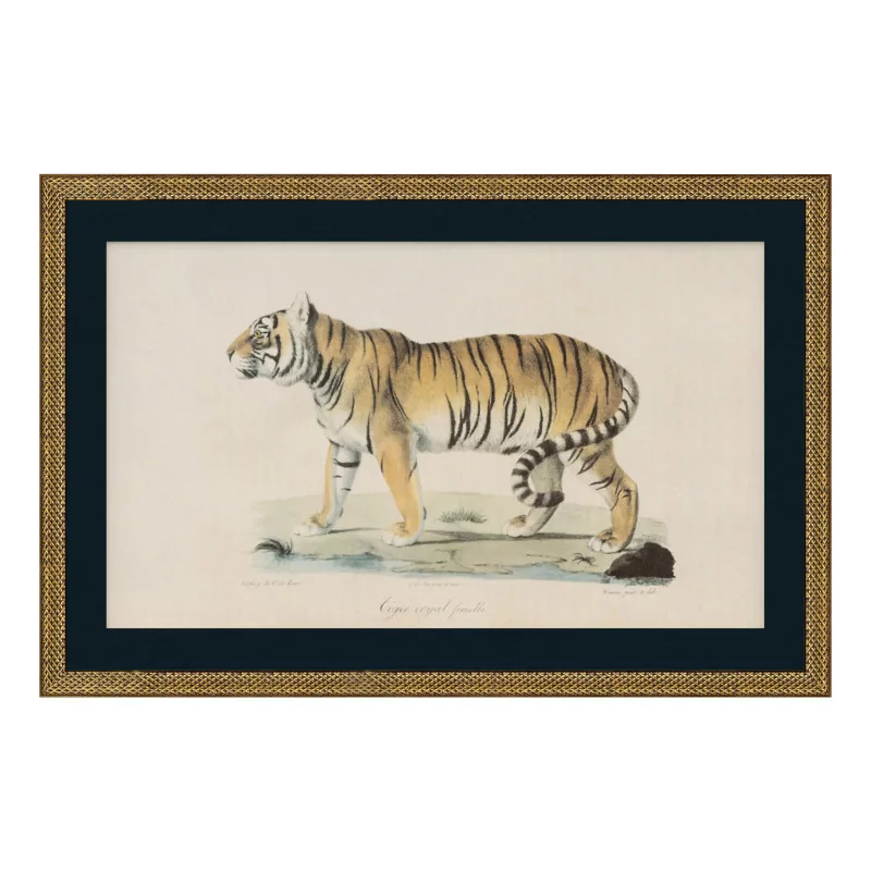 ein „Tiger“-Gemälde unter Glas mit Holzrahmen - Moinat - Gemälden - Verschieden