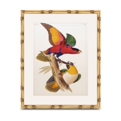 A \"Parrot\" painting under glass with a wooden frame