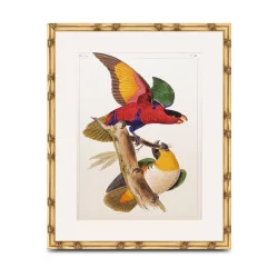Un tableau "Perroquet" sous verre avec cadre bois