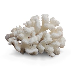 Un corail blanc "Porillopora Meandrina".