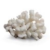 Un corail blanc "Porillopora Meandrina". - Moinat - Accessoires de décoration