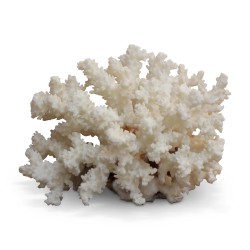 Un corail blanc "Porillopora Meandrina".